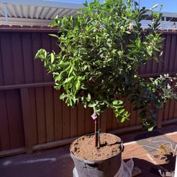 Bearss Lime Tree