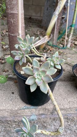 Succulent plant 🪴
