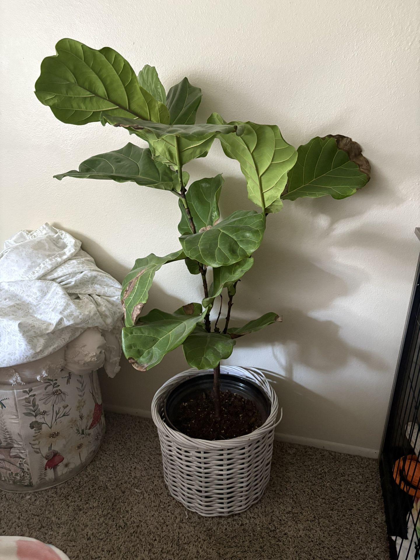 Fiddle Leaf 🍃 PLANT FOR SALE