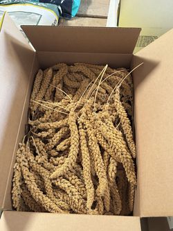 Premium Spray Millet