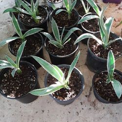 Agave Plants 
