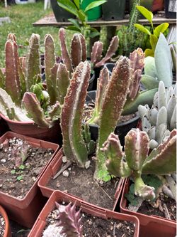 Succulents STAPELIA