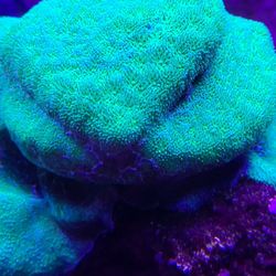 Psammocora Coral