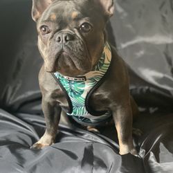 dog harness and leash