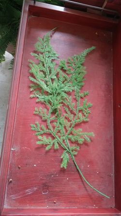 Plastic artificial plant