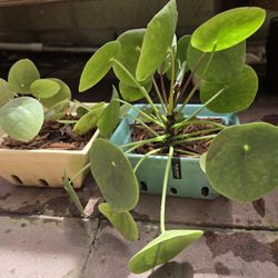  House Plant, Very Healthy Plant. 
