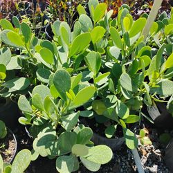 Huge Sale! Clusia 3gl $4.50🌱