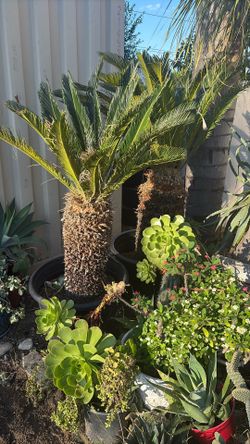 Sego - Queen Palm