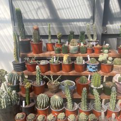 Walk In For Cactus $20 To $$$ Imported