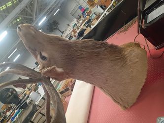 Giant Moose Head