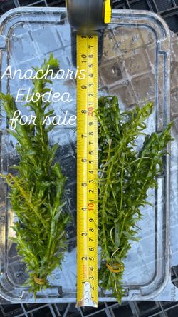 Anacharis Elodea Live Aquarium Plants