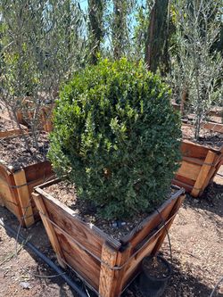 Boxwood globes