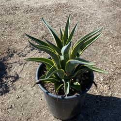 Agave