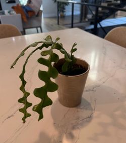 Fishbone Cactus