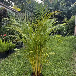 ARECA PALM PLANT ( Good for privacy, accents and garden backdrops!)