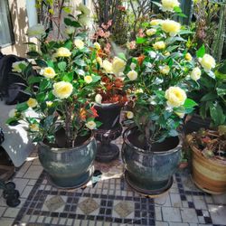 2 . Masetad.       Cómo ..Semira.   Baratas.  .       Por . Las.  Dos ..