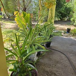 Plants 🪴 Hermosas 