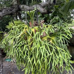 Stag Horn Fern Very Healthy And Beautiful 
