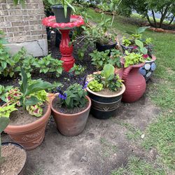 Pots And Plants For Sale 