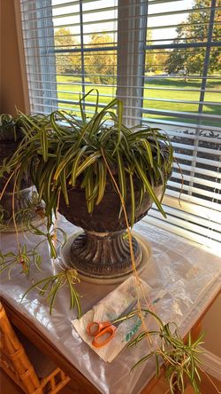 Spider Plants