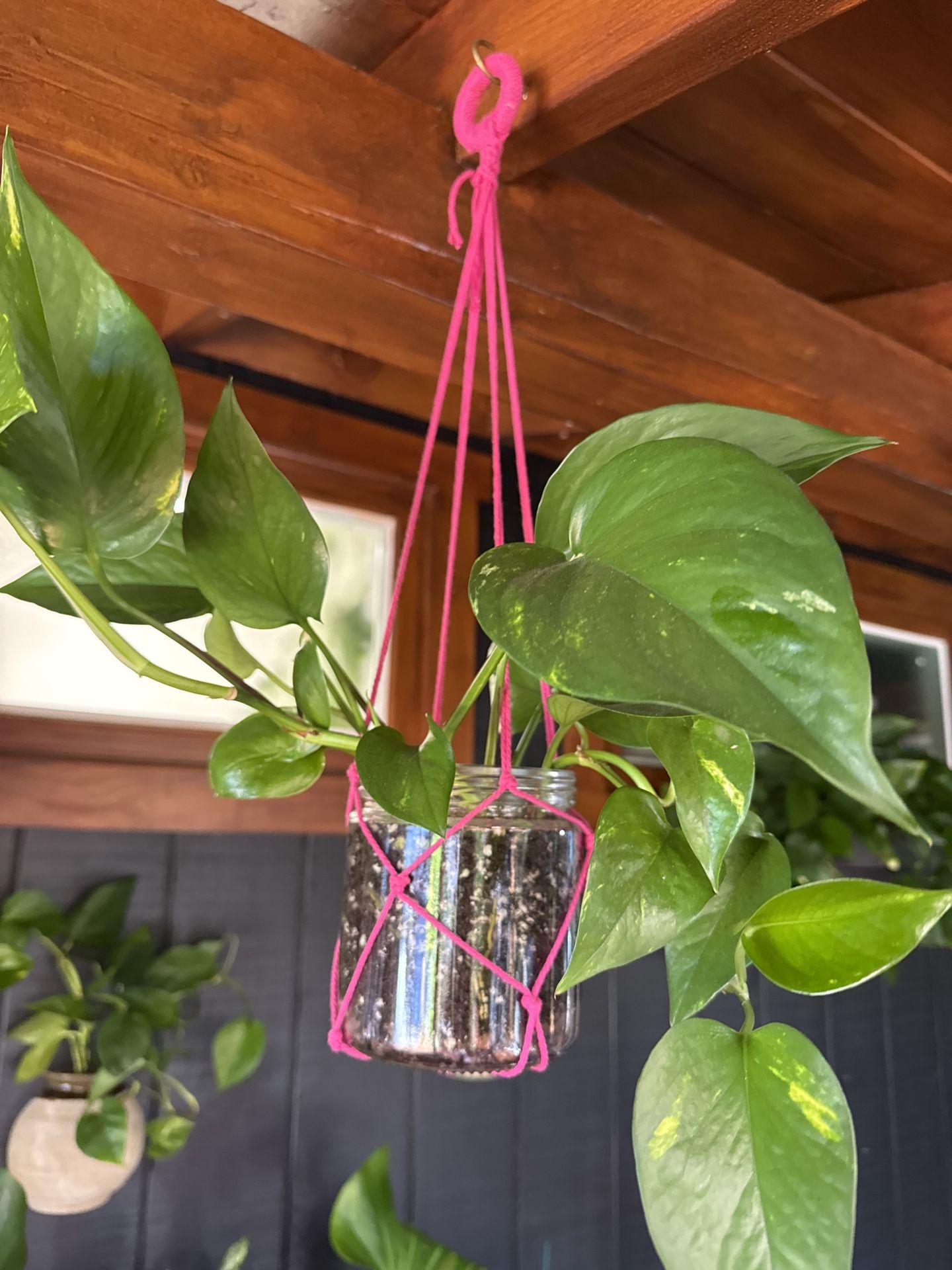 Pothos Plant