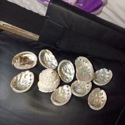 Real shells from Santa Barbara