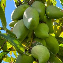 Llitoquii Plants Nursery Have Nice Selection Of Fruit Trees 