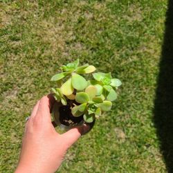 Succulent 