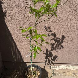 Yuzu Mandarin Tree