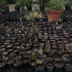 Succulent Plants