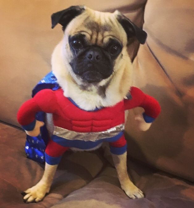 Super dog! Dog costume size small. Worn twice, clean dog clean house