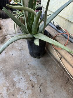 Plantas Interior Y Exterior 