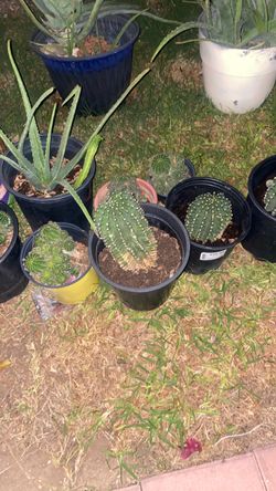 Cactus 🌵