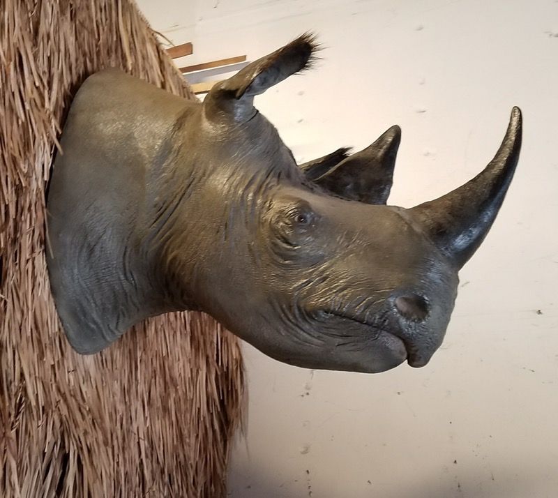 Life size reproduction Black Rhino head mount: Taxidermy