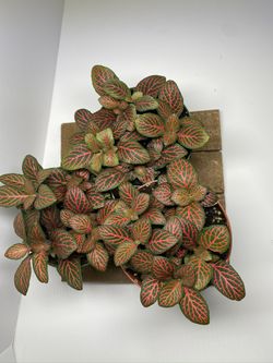 Red Nerve Plant