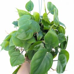 Philodendron Cordatum Heart Leaf Plant 6" Pot - Indoor House Plants