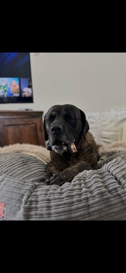 EXTRA Large  50” Forever Dog Bed – Like New