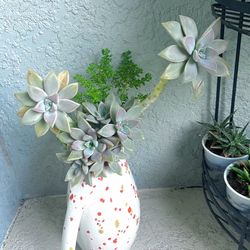 Graptopetalum Paraguayense Plant 