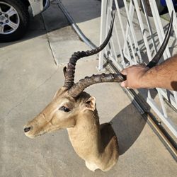 Impala and Deer 