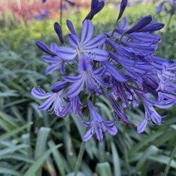 Agapanthus Everstar Lily 