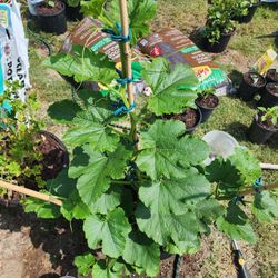 Spaghetti Squash Plant