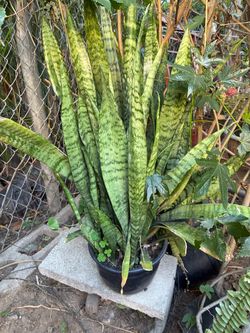 Large Snake Plant in Black Pot