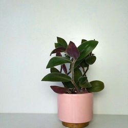 Lush Trailing Tradescantia Bunny Bellies Plant/ Indoor Plant/ House Plant