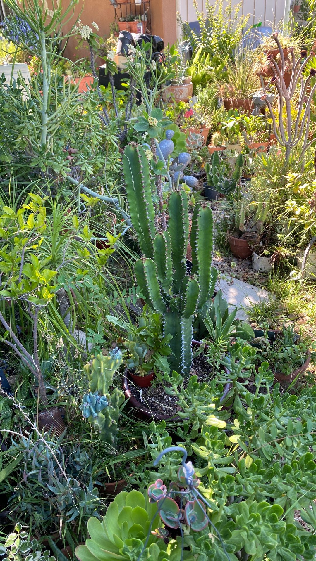 Beautiful Cactus In a Ceramic Pot