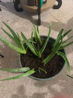 Aloe  Vera Babies 15 Plants in 1 Pot