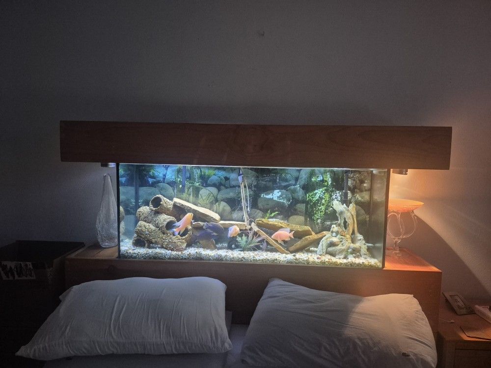 african ciclids peacoks