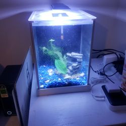 Small Fish Tank 