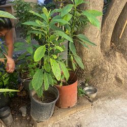 Abocado 🌳 Tree