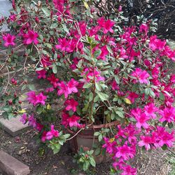 Beautiful Azalea Plant Or Make Offer