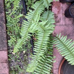 FREE Boston Fern Plants, will pull out of the ground upon arrival 